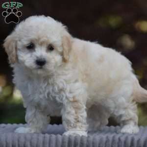 Baxter, Bich-Poo Puppy